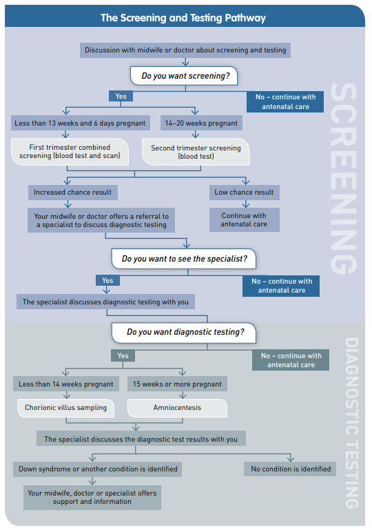 This flowchart outlines that screening is optional; there are two options for screening (first and second trimester); screening results are sent to your Lead Maternity Carer (LMC) or GP; an individual whose result shows an increased risk will be offered referral to an Obstetrician to discuss further diagnostic testing. 